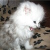 almaz